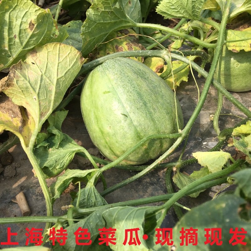 崇明特色绿宝菜瓜新鲜一只 农家生态种植时令水果 甜瓜 香瓜 密瓜