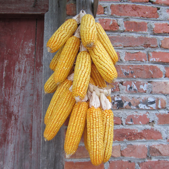 老玉米棒 干玉米棒 成串真玉米农家乐 电影电视道具 景点家庭装饰