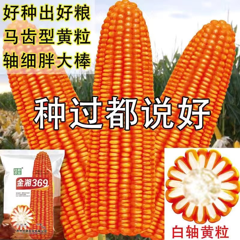 包谷玉米种籽大全高产矮杆玉米种子春夏播南方苞米新品种金湘369