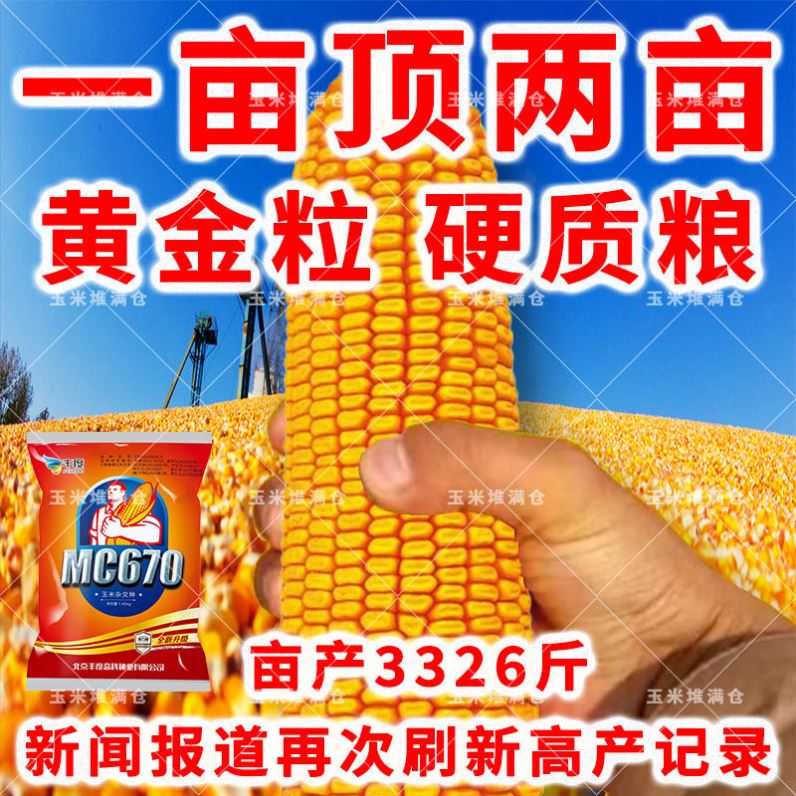 国审正品高产杂交玉米种子MC670包谷种籽矮杆抗倒特大棒早熟饲料