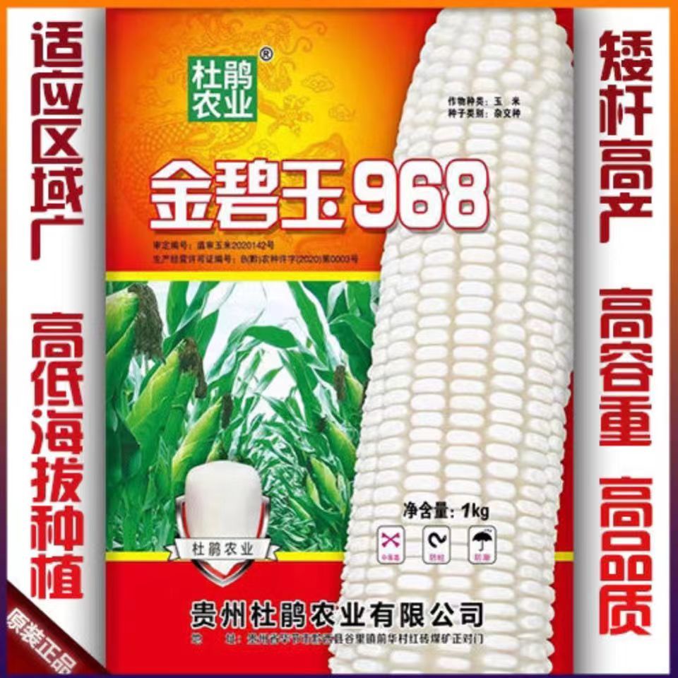 金碧玉968广西云南贵州四川杂交白玉米种子高产矮杆饲料包谷种籽