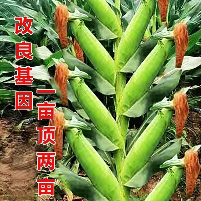 高产玉米种子全大矮杆包谷种子大棒新品种双胞胎旱涝抗抗倒伏