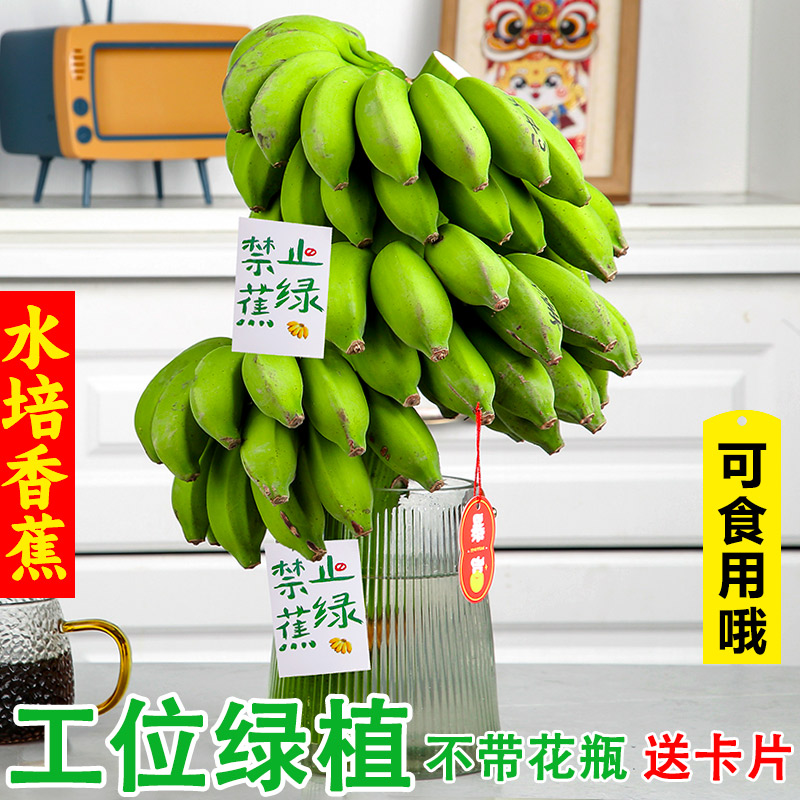 禁止蕉绿整串带杆小米蕉办公室水培种养食用皇帝香蕉花拒绝不焦绿