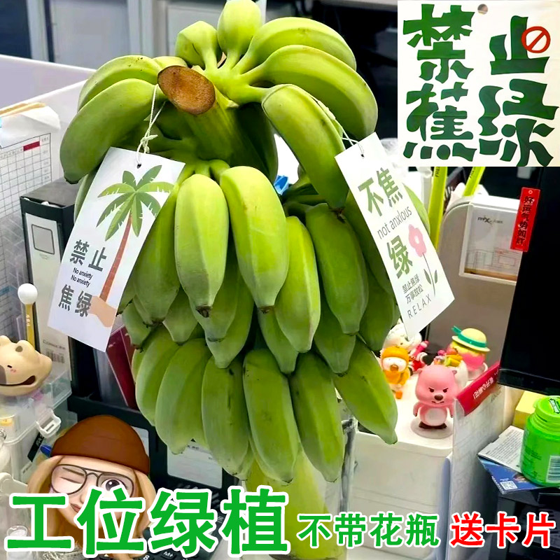 一整串带杆办公室水培香蕉种养禁止拒绝蕉绿不焦绿小米蕉皇帝芭蕉