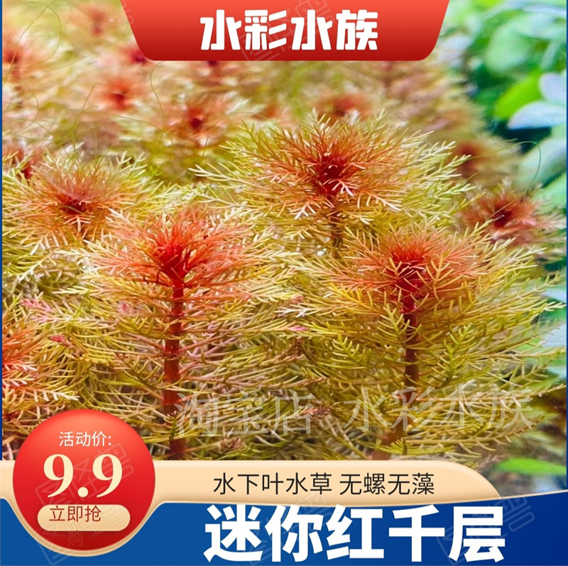 红千层红羽毛中后景水草活体无需二氧化碳新手鱼缸造景草缸水下叶