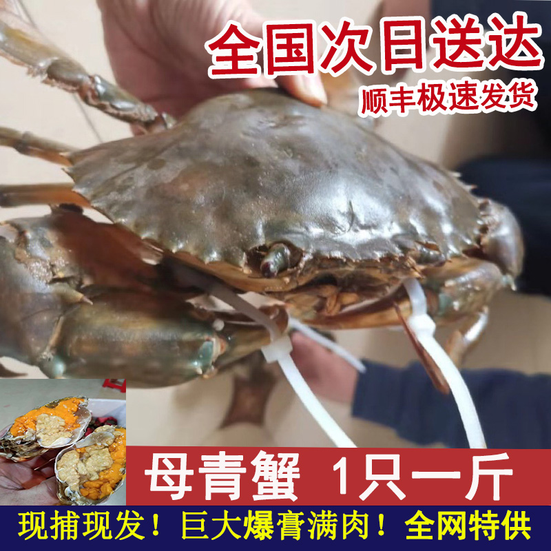 超大纯野生青蟹鲜活特大红鲟羔膏蟹蝤蛑螃蟹黄油蟹母蟹1只1斤净重