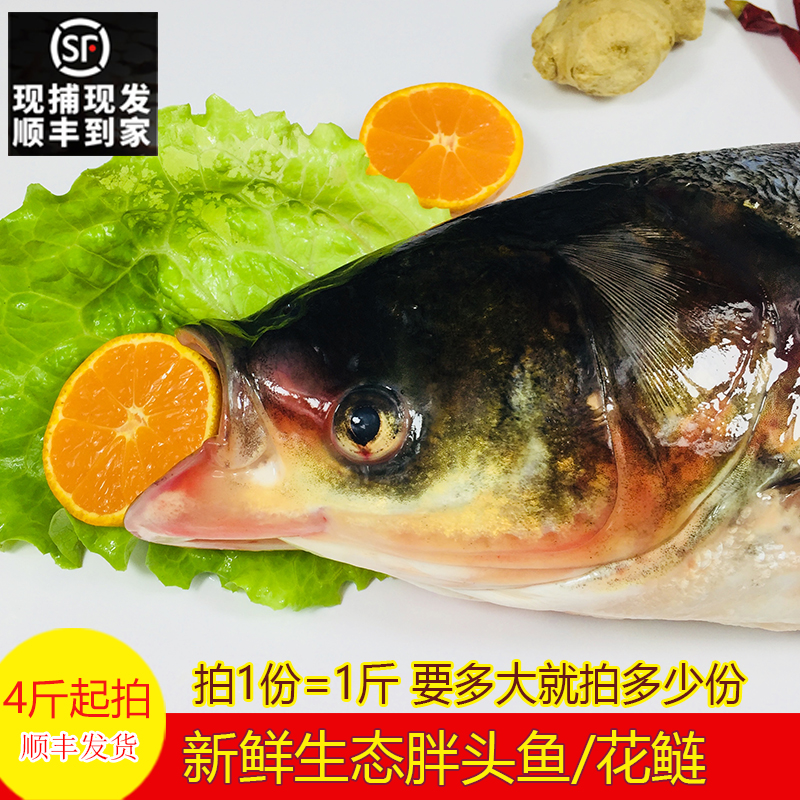 胖头鱼鲜活活鱼现杀鳙鱼一条4-20斤生态新鲜大花鲢鱼鱼头顺丰包邮