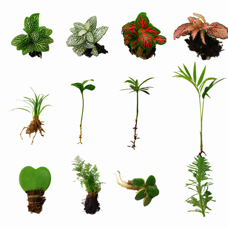 苔藓微景观DIY材料 网纹草单颗植物鲜活绿植生态缸水陆缸造景蕨类