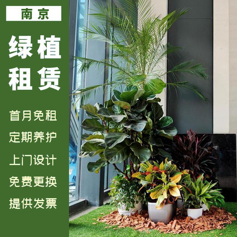 南京写字楼办公室绿植租赁商场专业租摆园林庭院绿化真植物墙施工