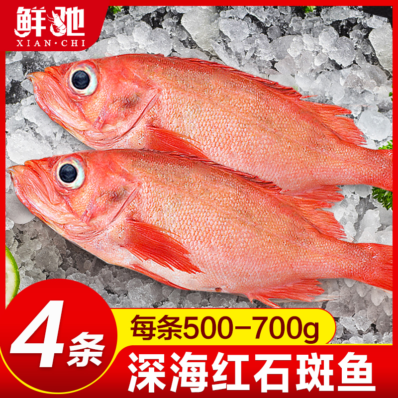 红石斑鱼鲜活冷冻大红鱼多宝鱼深海黄花鱼速冻海鲜水产鲈鱼金鲳鱼