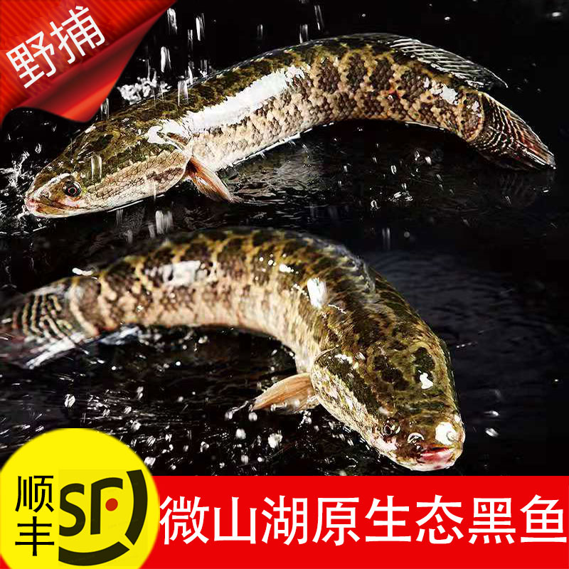 蛇头鱼图片
