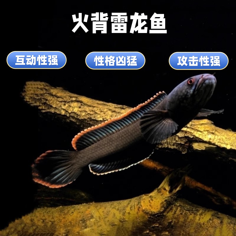 火背雷龙 雷龙 雷龙鱼 蛇头鱼 鳢 热带鱼 观赏鱼 淡水 肉食性猛鱼