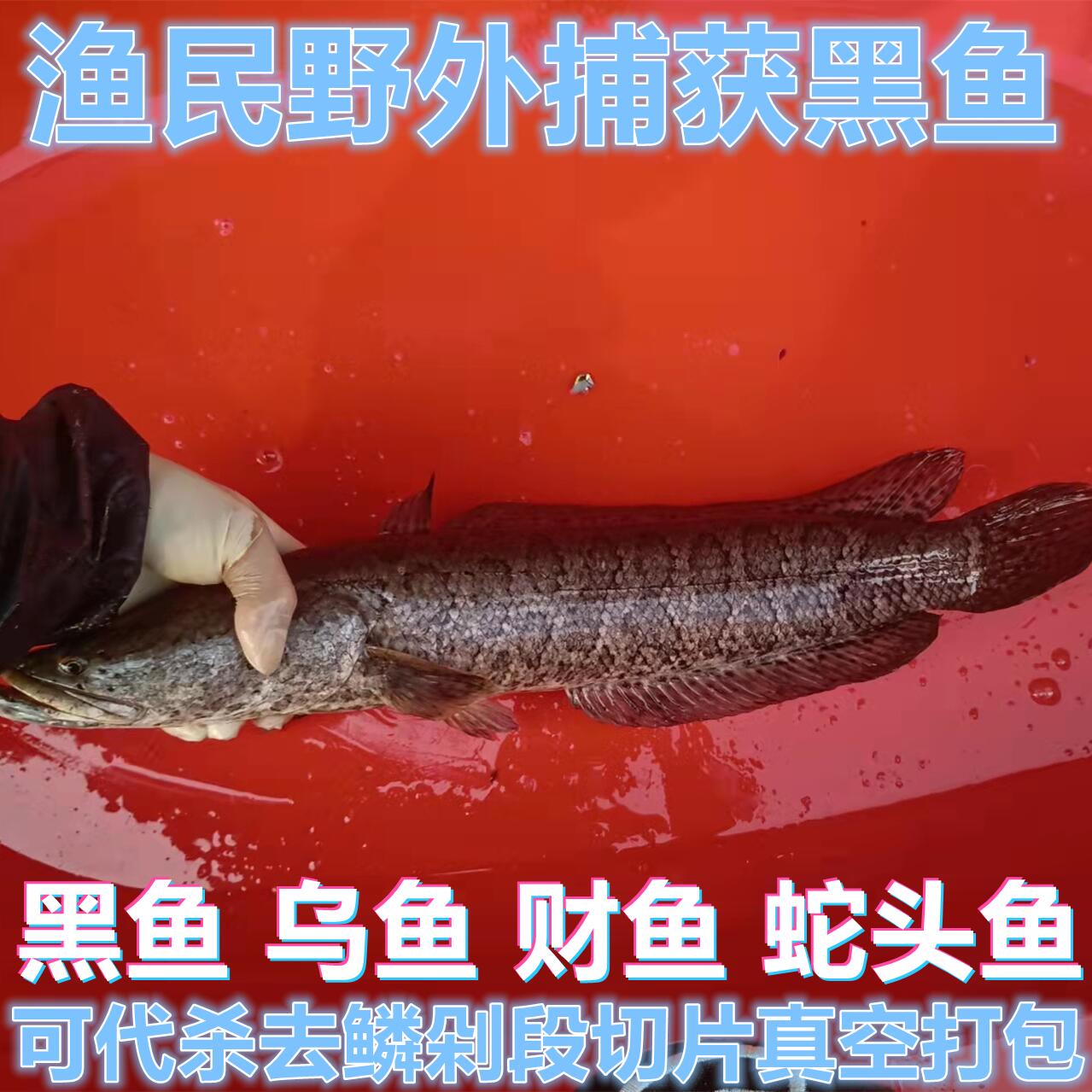 原生态黑鱼乌鱼财鱼非人工养殖黑鱼鲜活淡水鱼孕妇煲汤家常酸菜鱼