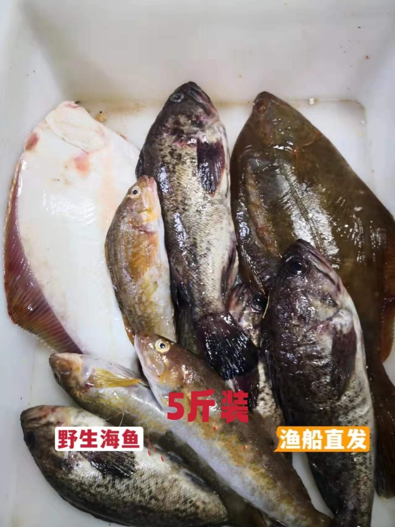 海杂鱼新鲜海鱼老板鱼黑鱼石将鱼丹东鲜活杂拌鱼冷冻发货5斤包邮