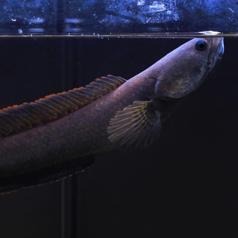 淡水蛇鱼图片