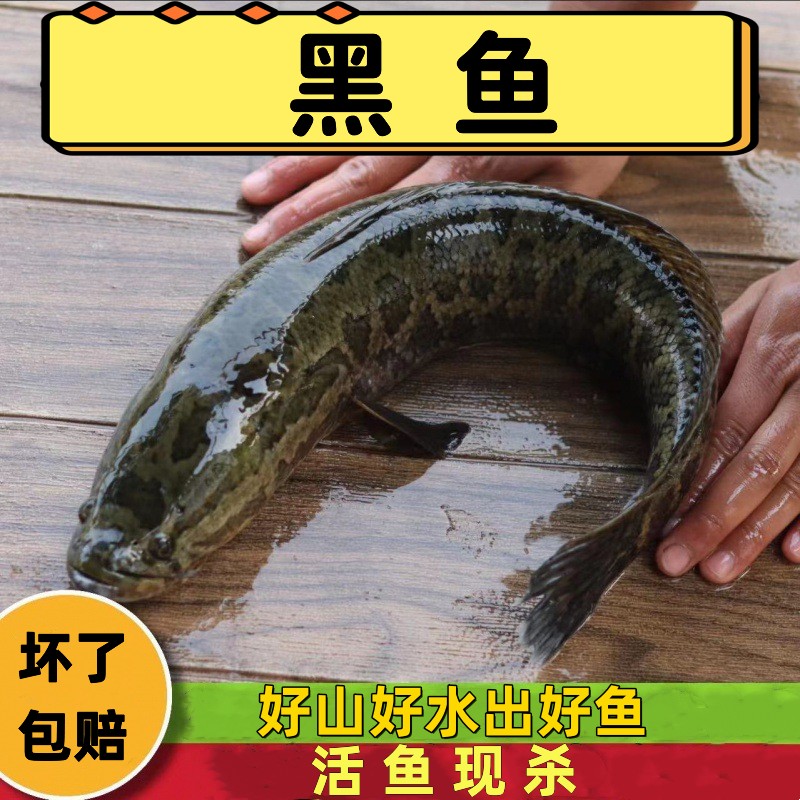 新鲜黑鱼鲜活现杀乌鱼发财鱼蛇鱼乌鳢淡水鱼食用新鲜炖汤