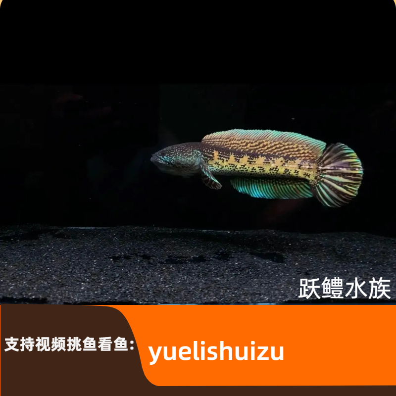 黄金眼镜蛇雷龙赛级大型蛇鱼热带淡水观赏鱼进口耐活好养包邮包损