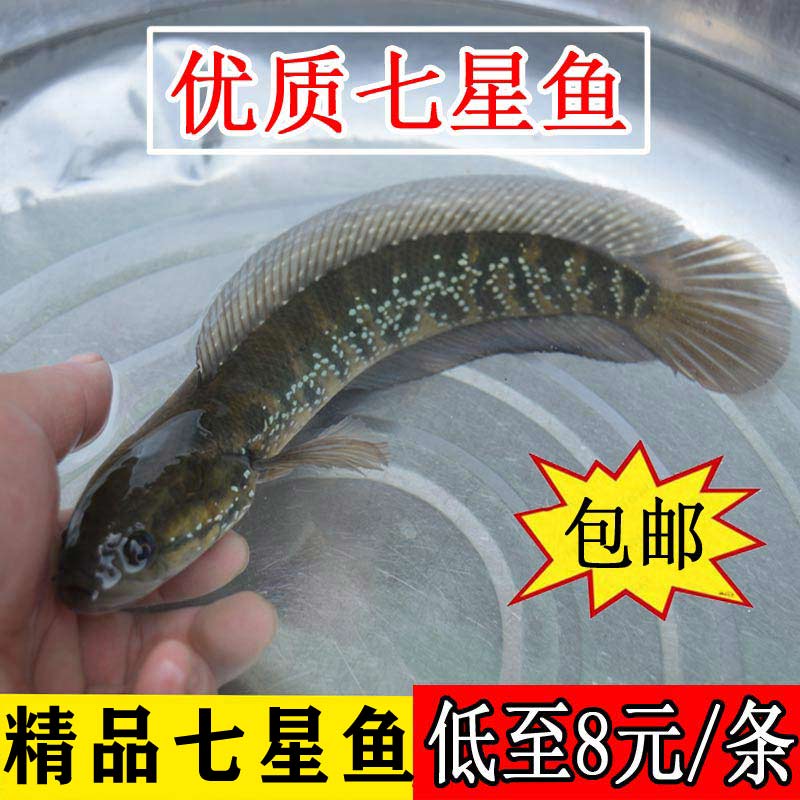 淡水蛇鱼图片