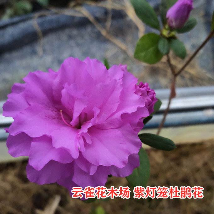 春鹃紫灯笼杜鹃花重瓣紫色花精美稀缺品种盆栽庭院阳台