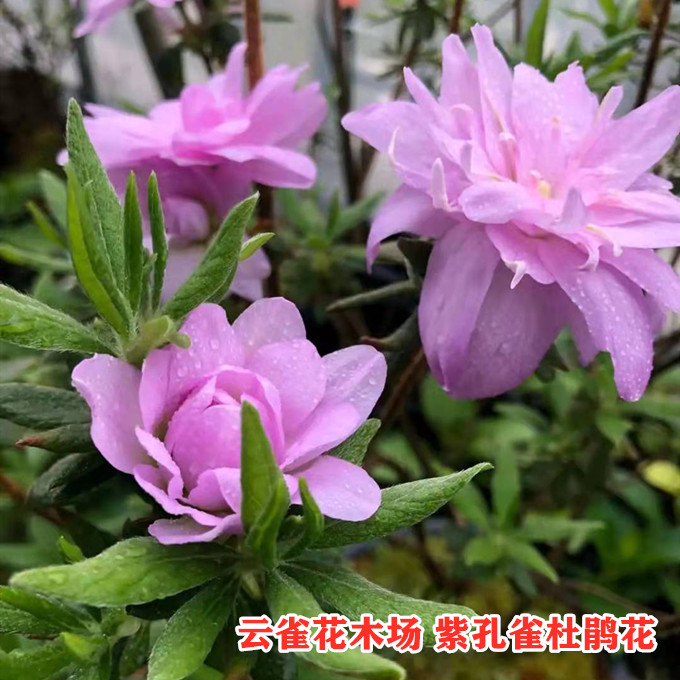 紫孔雀杜鹃花春鹃藤万叶新品紫色重瓣精美珍贵盆栽花卉庭院阳台