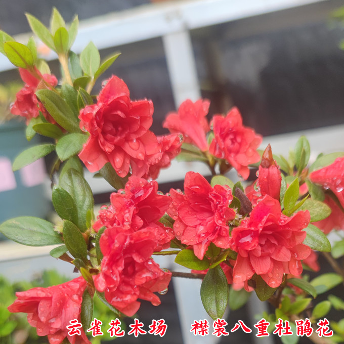 襟裳八重杜鹃花映山红花色高度重瓣花型精美花卉庭院阳台耐寒耐热