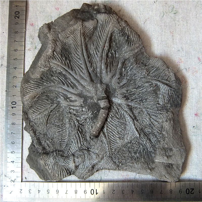 天然贵州关岭海百合棘皮动物化石原石材啊翁菊石古生物科普收藏品