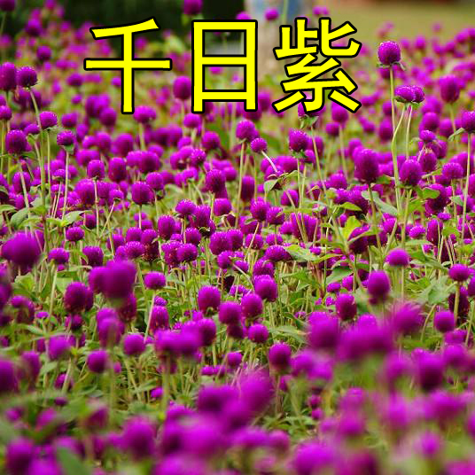 花种子千日红百日红火球庭院景观绿化花卉盆栽易活花籽千日紫种子