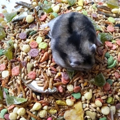 。侏儒仓鼠粮食吃的东西饲料宠物食物五谷杂粮零食