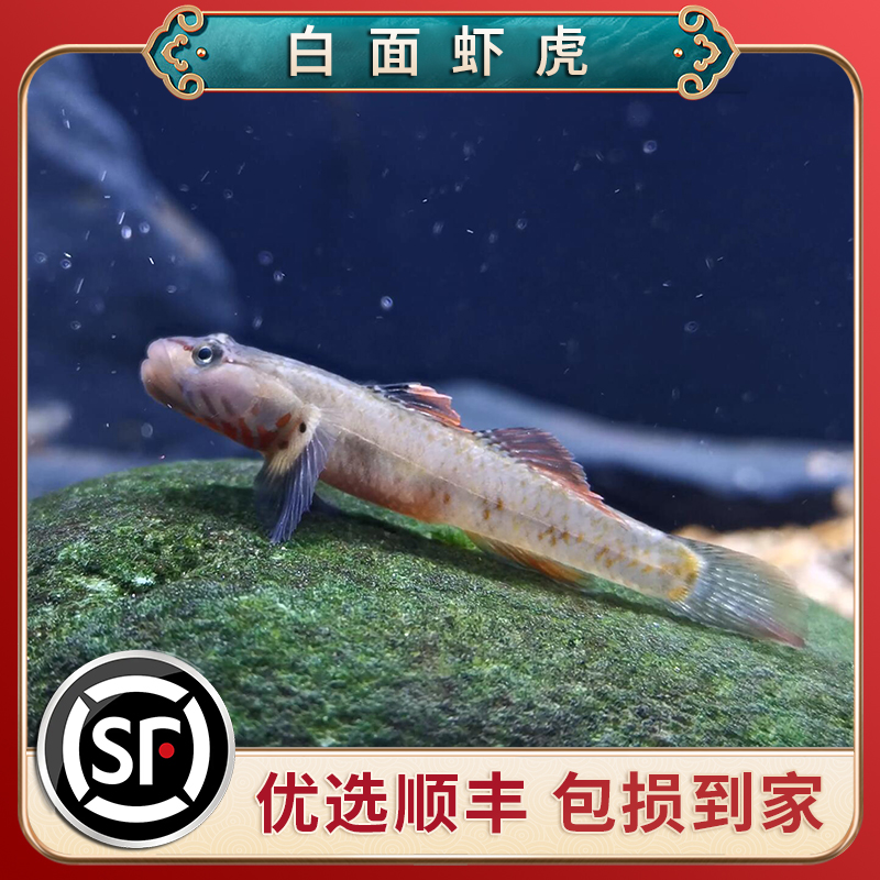 白面虾虎鱼