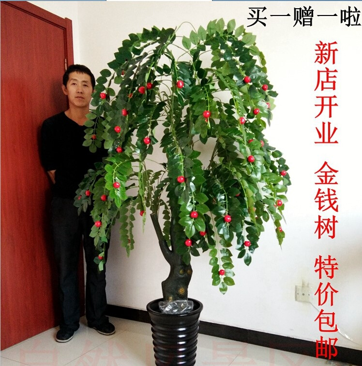 假树1.7米金钱果树植物落地办公室内客厅装饰花盆自然风景区