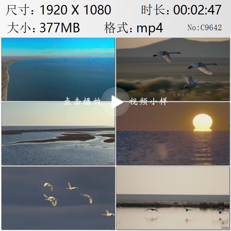 航拍蒙古高原呼伦湖候鸟疣鼻天鹅迁徙翱翔镜头特写实拍视频素材