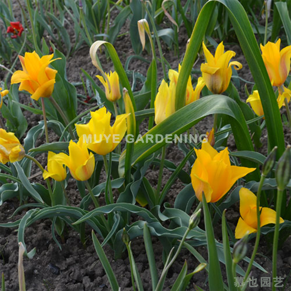 原生郁金香Tulipa ostrowskiana相似种 外伊犁地区采集