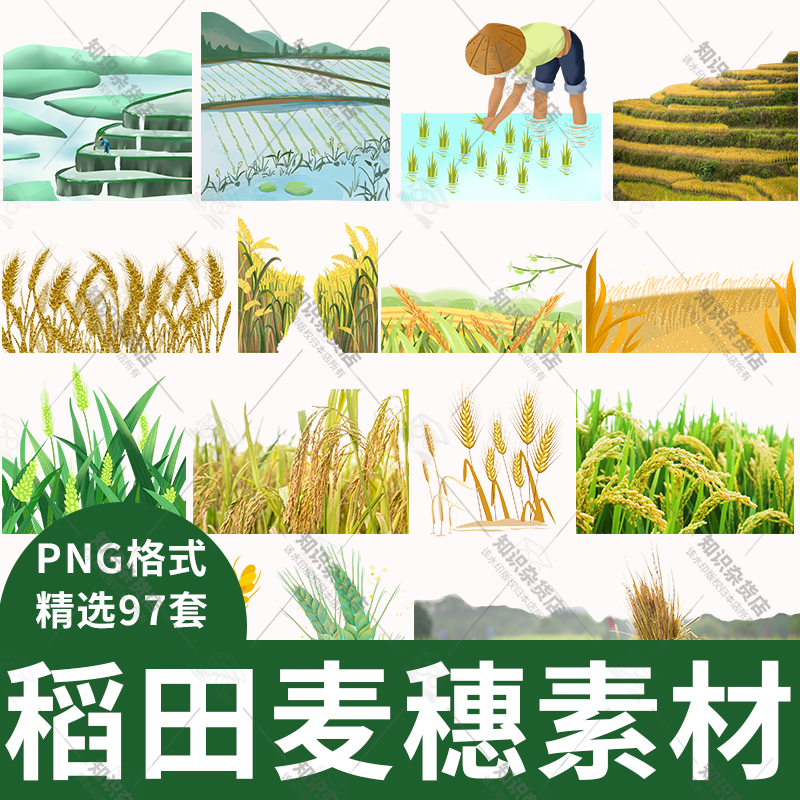 农业稻田麦苗图片素材水稻海报装饰插画设计元素png免抠图素材图