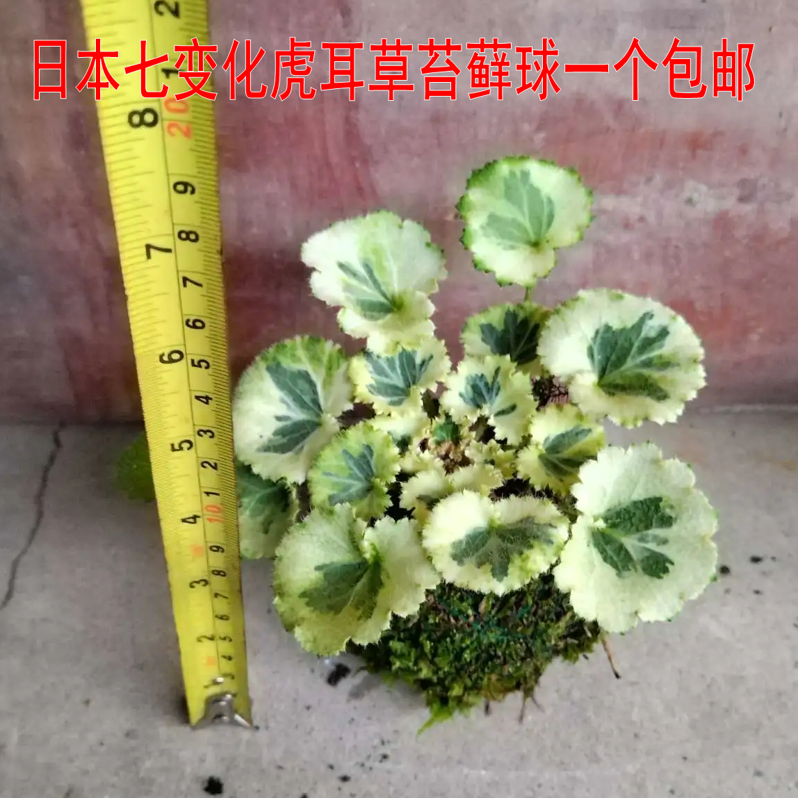日本七变化虎耳草苔藓球一个包邮18元禅意茶室苔玉盆栽懒人植物
