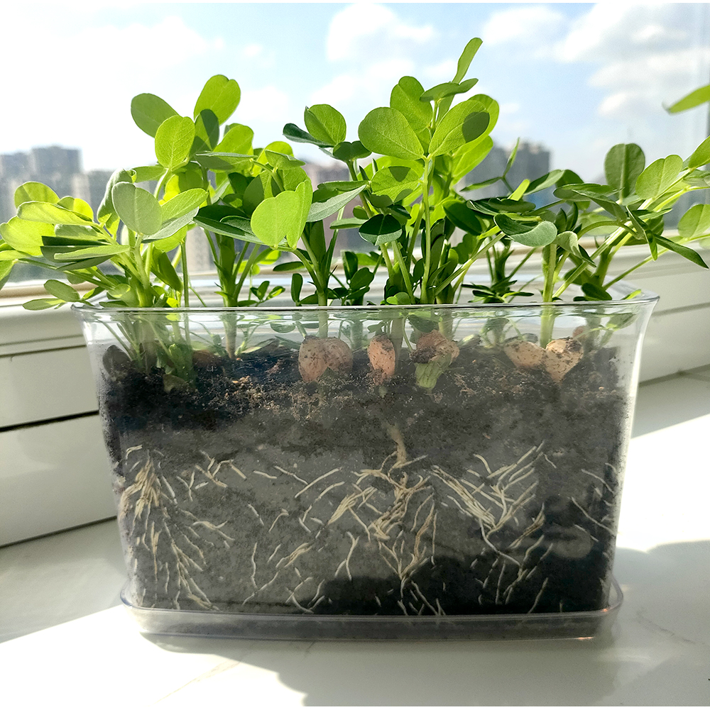 速观察透明类种子盆栽17天根系观察植物生长快变化大四季易种阳台