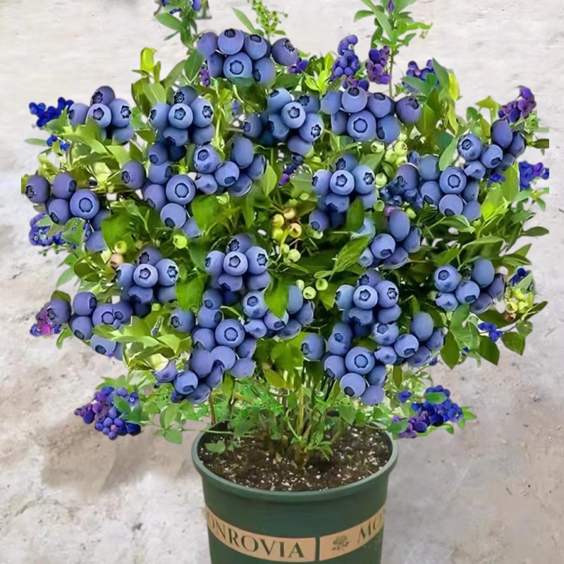 蓝莓树几年结果
