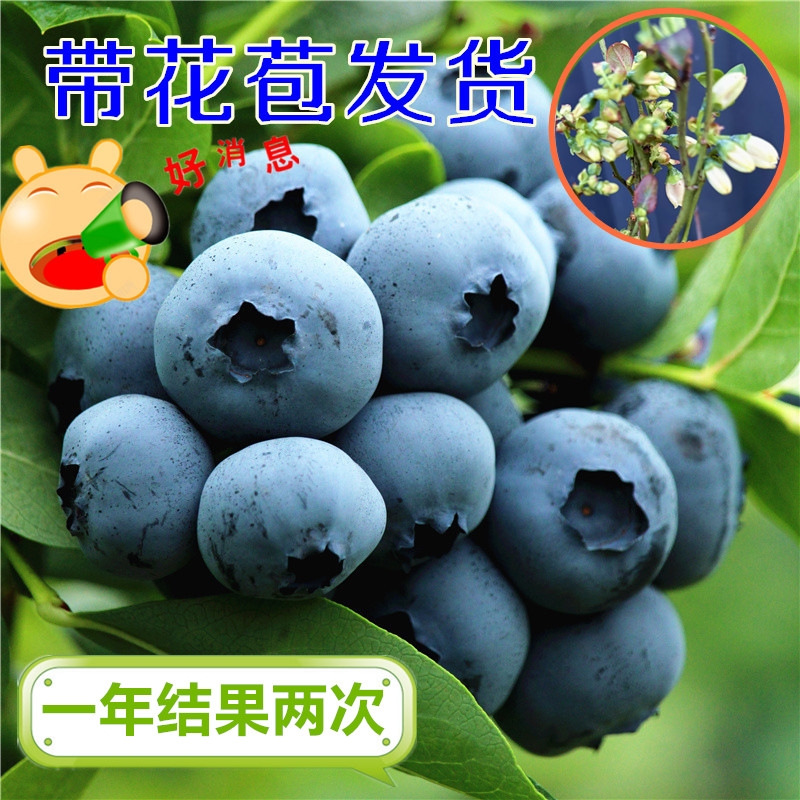 蓝莓树果苗南北方种植绿宝石薄雾四季结果兔眼特大盆栽蓝莓果树苗