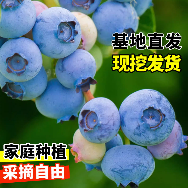 特大蓝莓果苗树苗带土盆栽当年结果南方北方种植庭院蓝莓树果苗