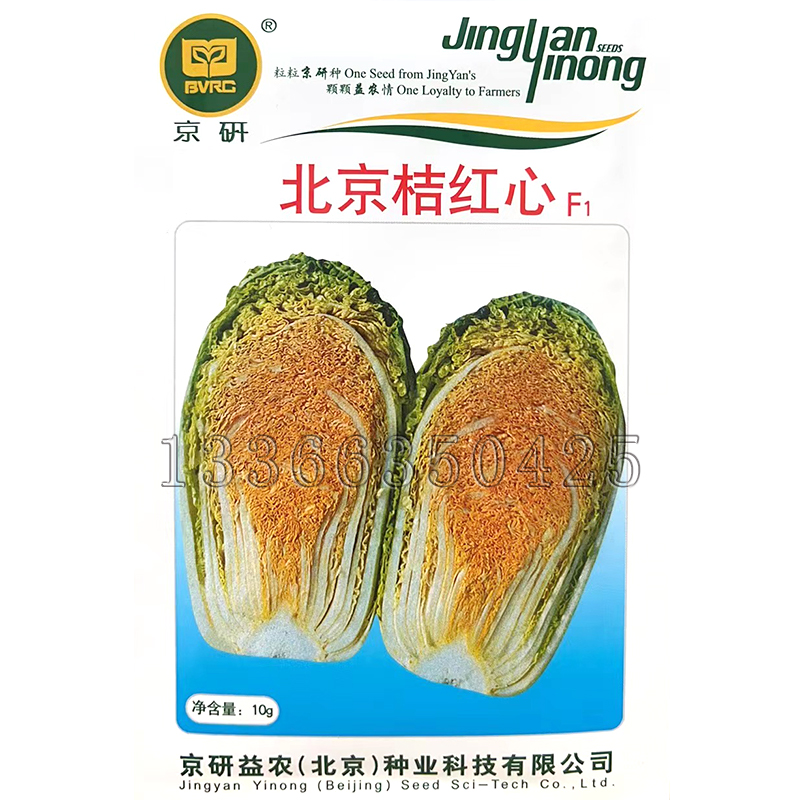 北京桔红心白菜种子 秋播中晚熟桔红心大白菜种子紧实抗霜霉毒病