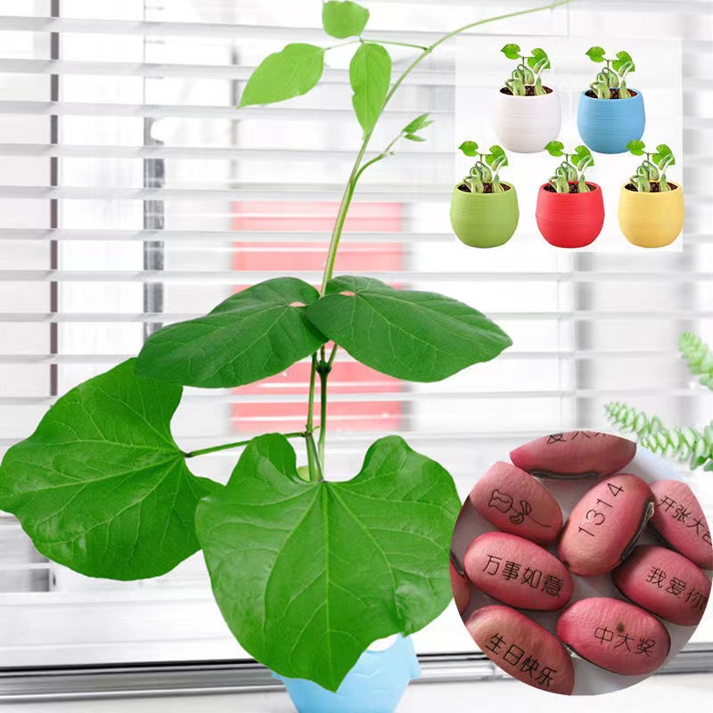 神奇刻字爱情魔豆种子创意祝福迷你植物带字印有字桌面种植小盆栽