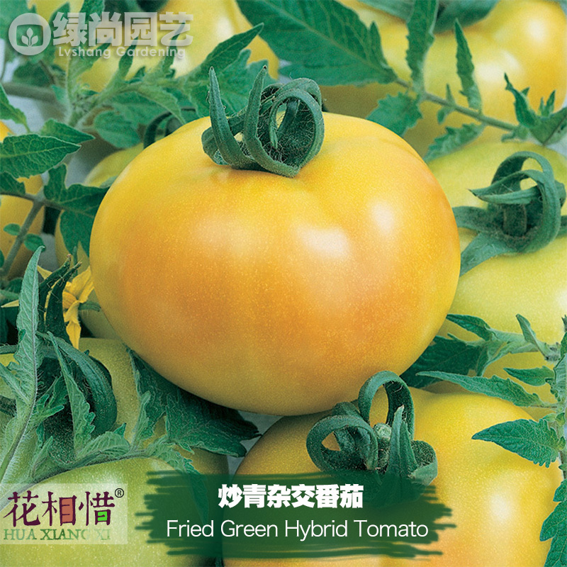 炒青杂交番茄种子进口大西红柿四季播阳台盆栽蔬菜种籽瓜果番茄苗