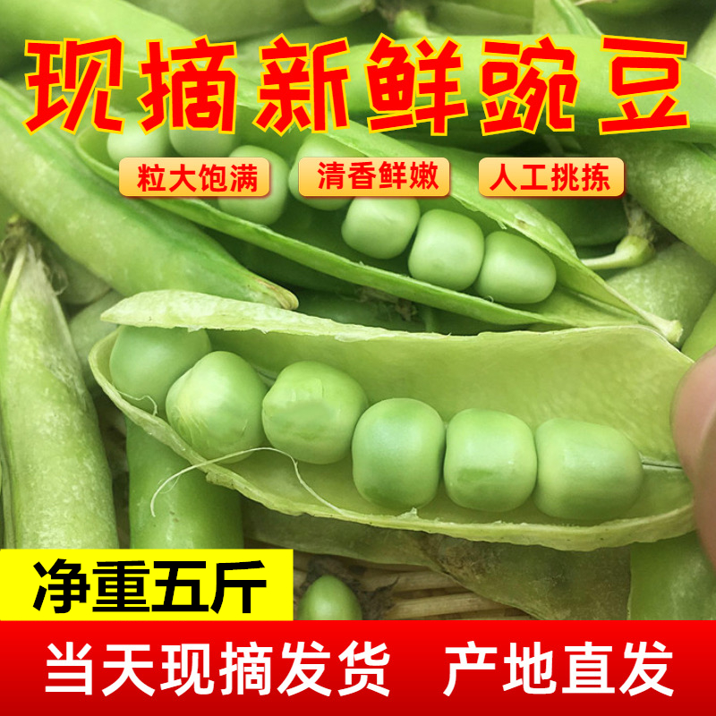 【现摘】新鲜豌豆荚带壳发货新鲜青豌豆青豆农家自种豆角应季蔬菜