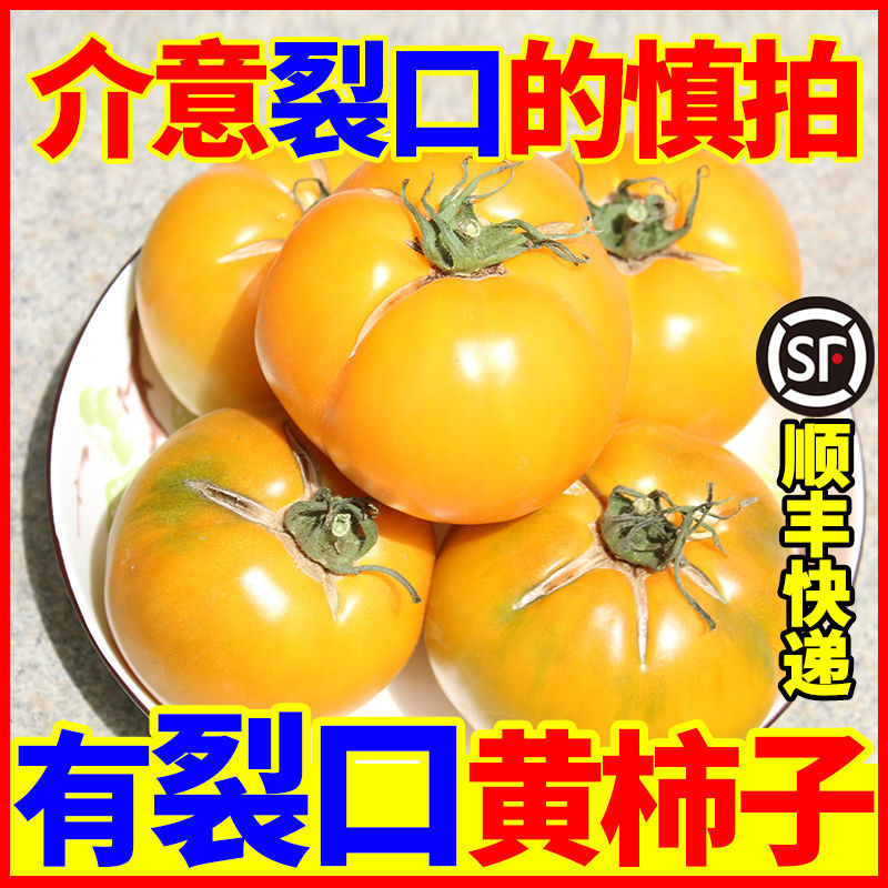 【内蒙古五原黄柿子】自然熟裂口黄色西红柿番茄沙瓤新鲜水果蔬菜