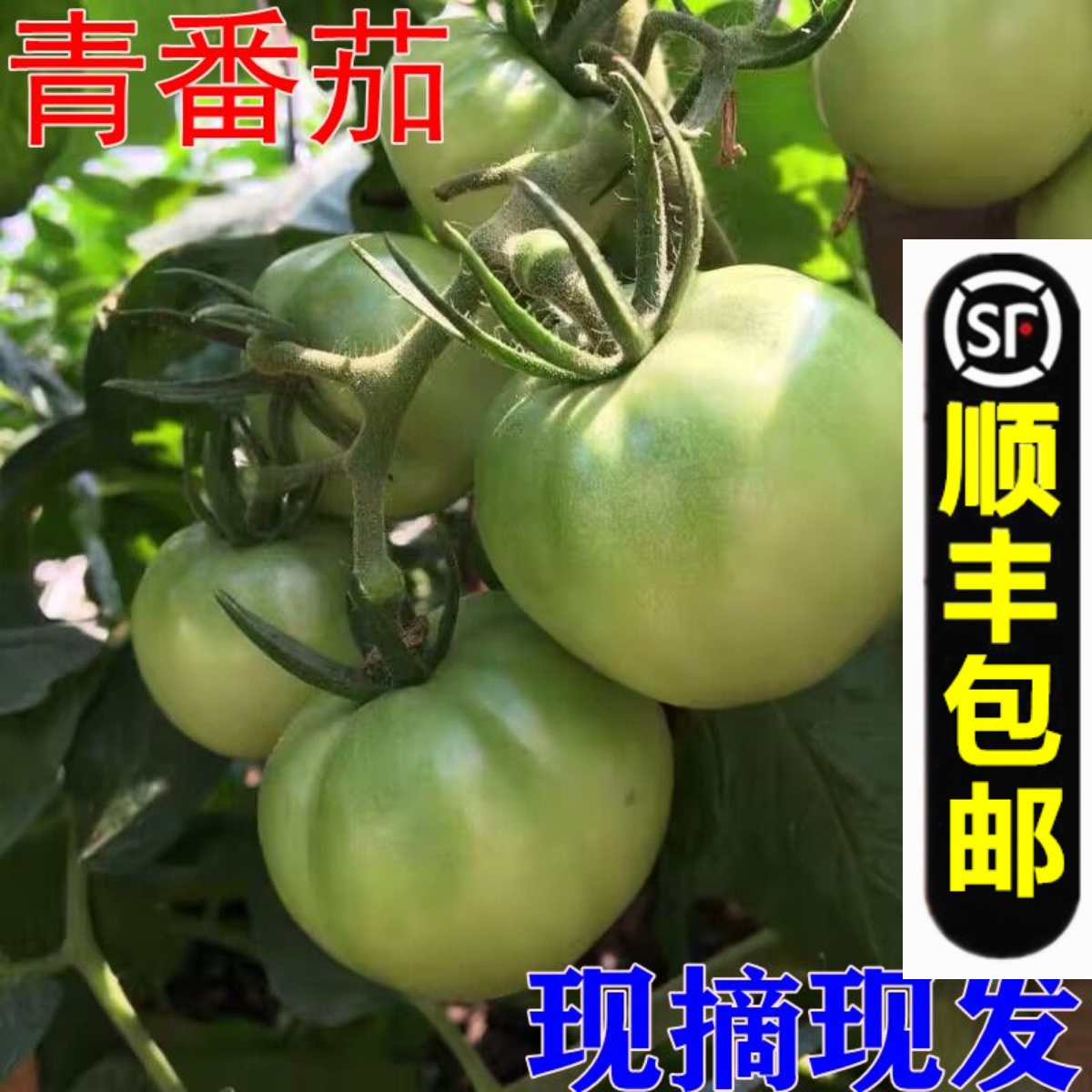 青番茄青西红柿新鲜柿子酸甜爆炒未成熟农家绿西红柿现货丰网5斤