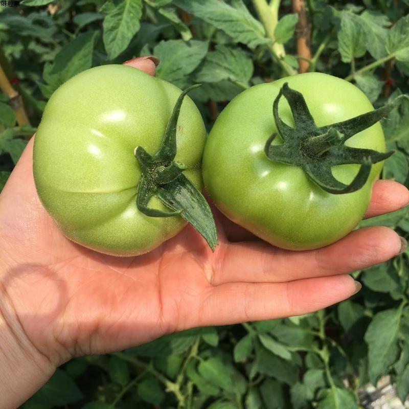 青番茄新鲜10斤未成熟青硬西红柿绿柿子绿小番茄新鲜农家自种蔬菜
