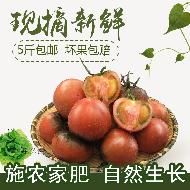 丹东草莓柿子大连绿腚铁皮番茄新鲜盘锦碱地西红柿