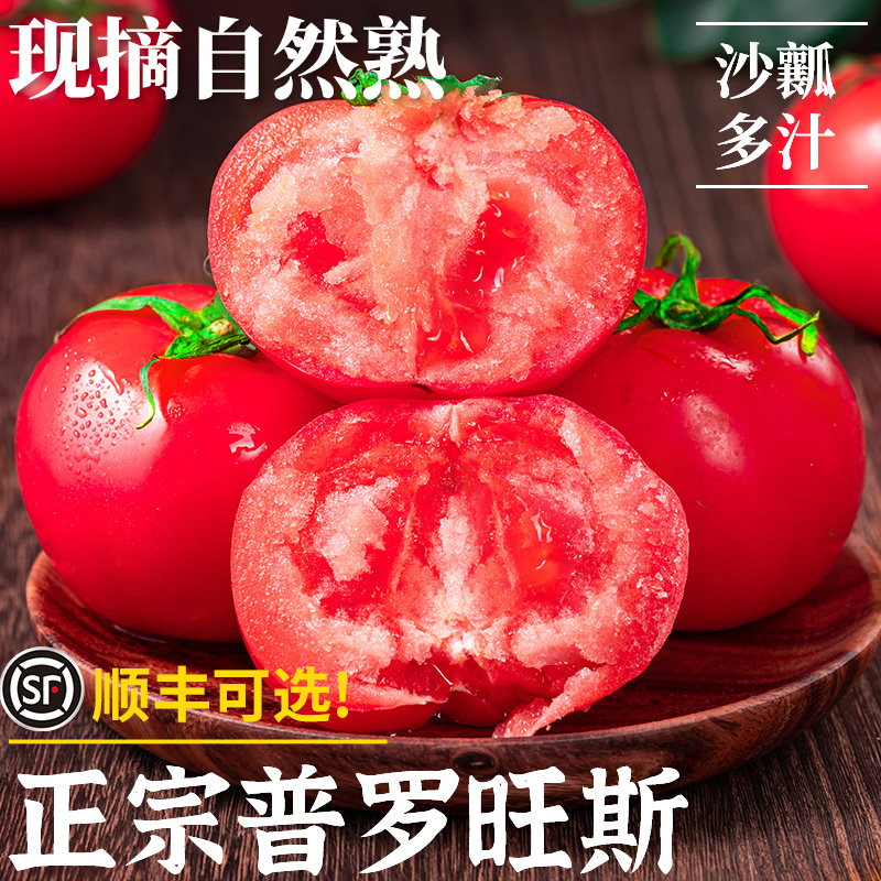 正宗泾阳普罗旺斯沙瓤西红柿当季生吃水果小番茄新鲜自然熟蔬菜大