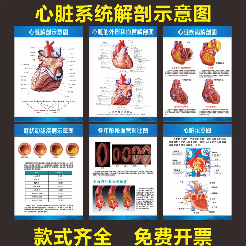 人体生理系统心脏解剖示意图肝胆消化胃宣传海报医院科室墙贴挂画
