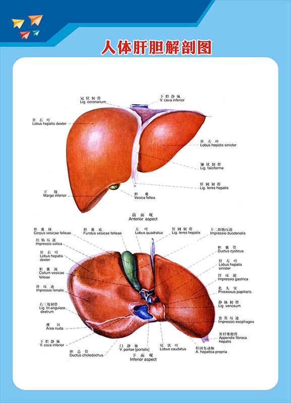 M769医院门诊人体肝胆解剖示意图上墙贴纸挂画kt展板海报印制2999