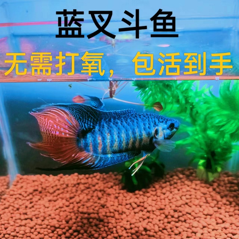 中国斗鱼蓝叉普叉人工改良蓝色小型淡水鱼活体观赏鱼冷水叉尾斗鱼